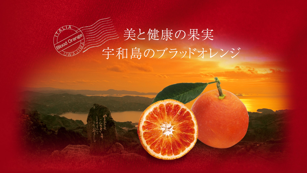 ブラッドオレンジ Blood Orange 四国 愛媛県宇和島市