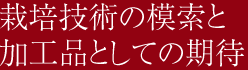 栽培技術の模索と販売としての期待