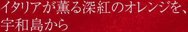 イタリアが薫る深紅のオレンジを、宇和島から